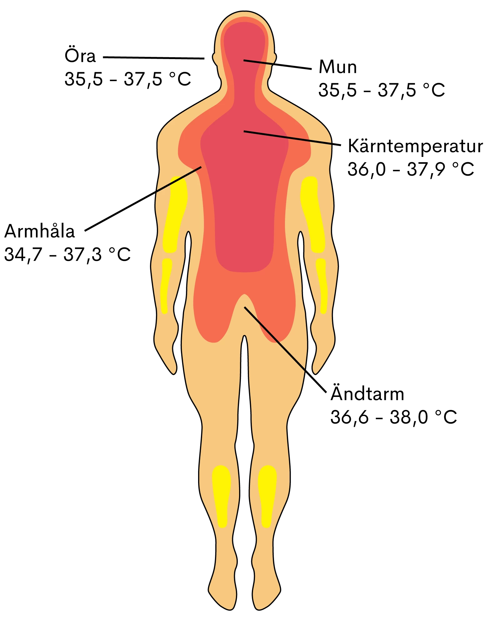 illustration kroppstemperaturer
